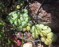 Image of Conophytum truncatum (Thunb.) N. E. Br.