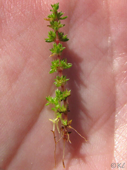 Image of Mossy Stonecrop