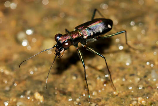 Image of Cylindera (Ifasina) decolorata (W. Horn 1907)