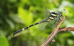 Imagem de Macrogomphus lankanensis Fraser 1933