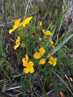 Image of Yellow Meadow-Beauty