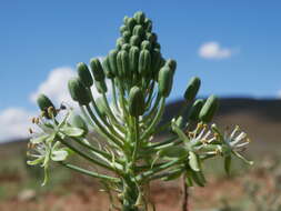 Image of Albuca prasina (Ker Gawl.) J. C. Manning & Goldblatt