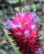 Aechmea bocainensis E. Pereira & Leme的圖片