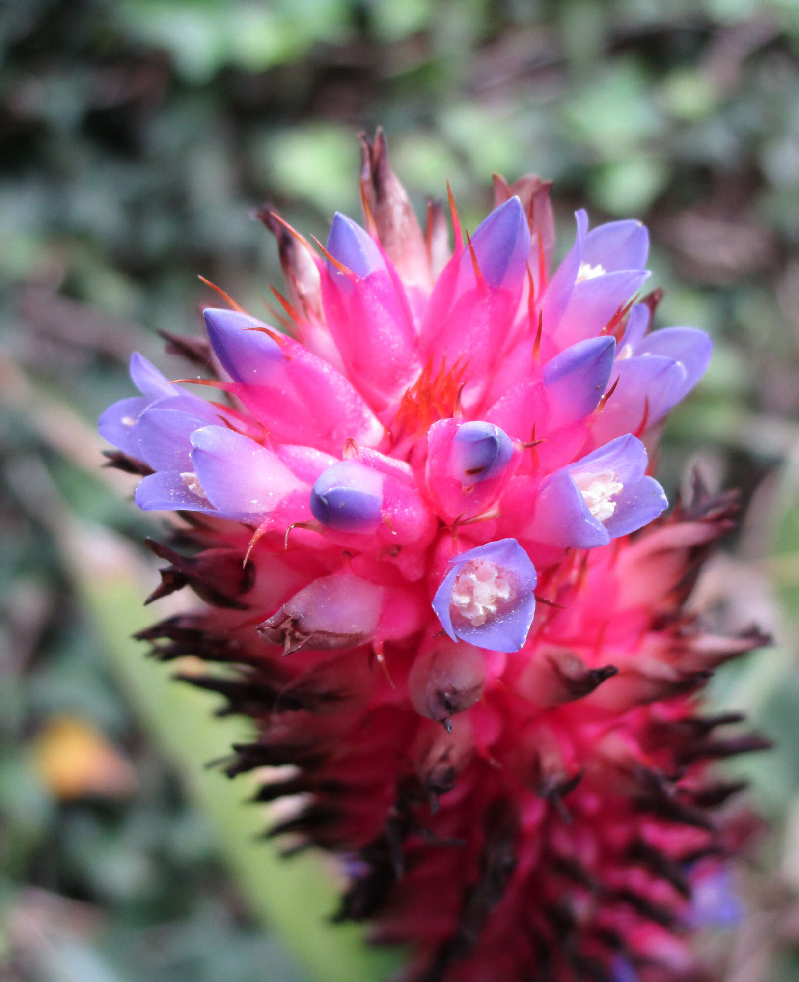 Imagem de Aechmea bocainensis E. Pereira & Leme