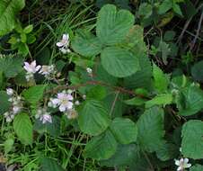 Image of Rubus nemoralis P. J. Müll.