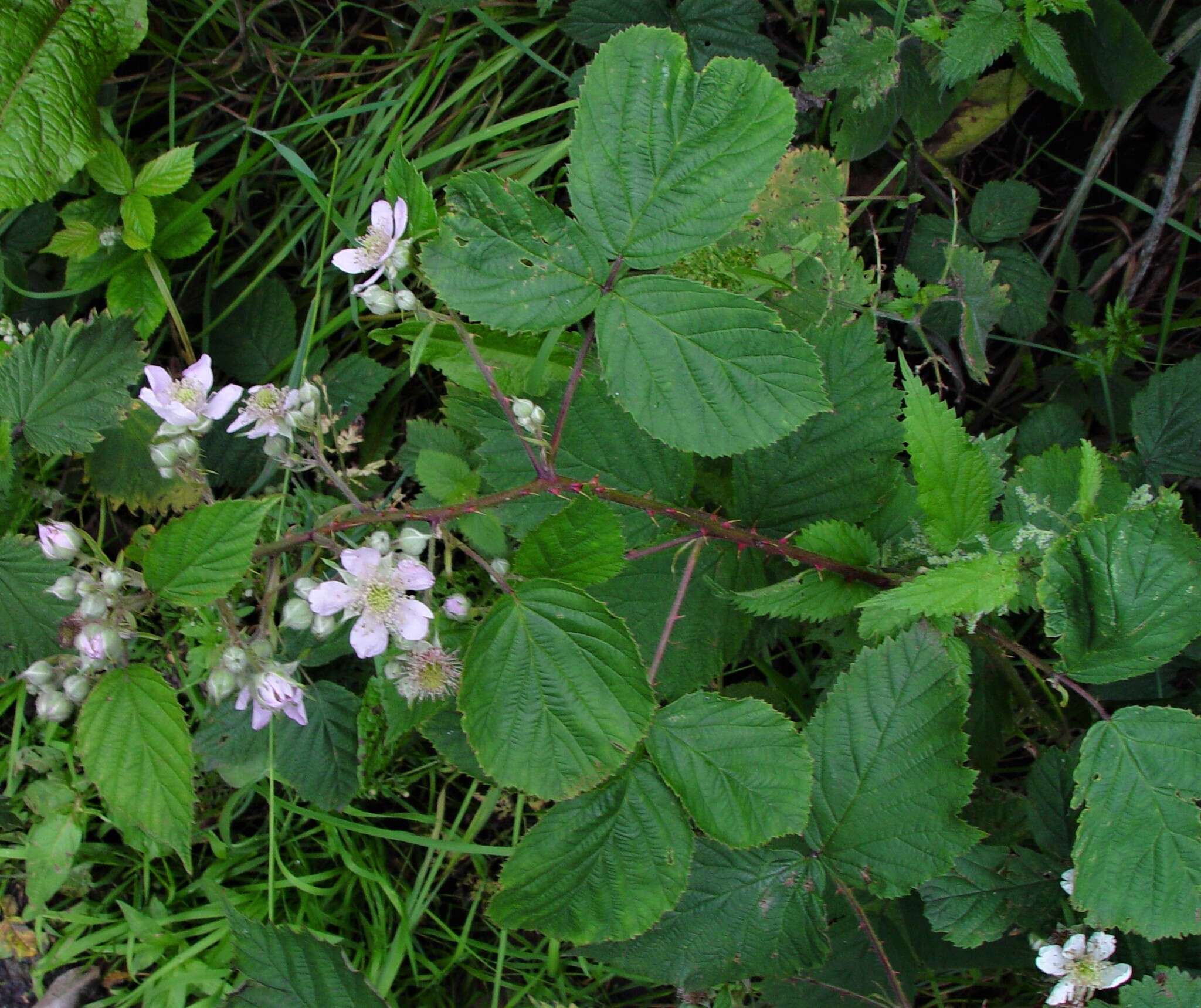 Image of Rubus nemoralis P. J. Müll.