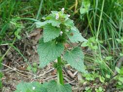 Слика од Lamium caucasicum Grossh.