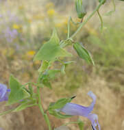 Image of Antirrhinum wislizenii (Engelm. ex A. Gray) Tidestr.