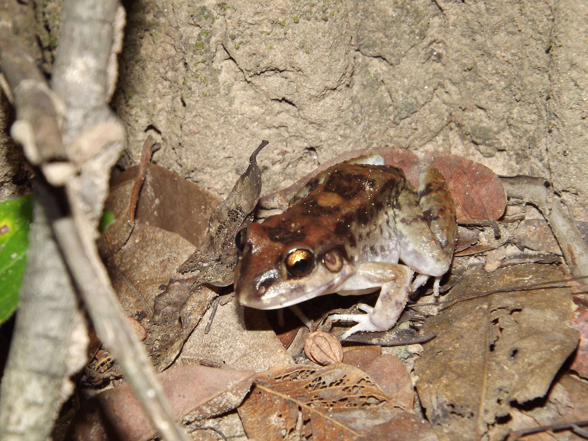 Слика од Leptodactylus troglodytes Lutz 1926