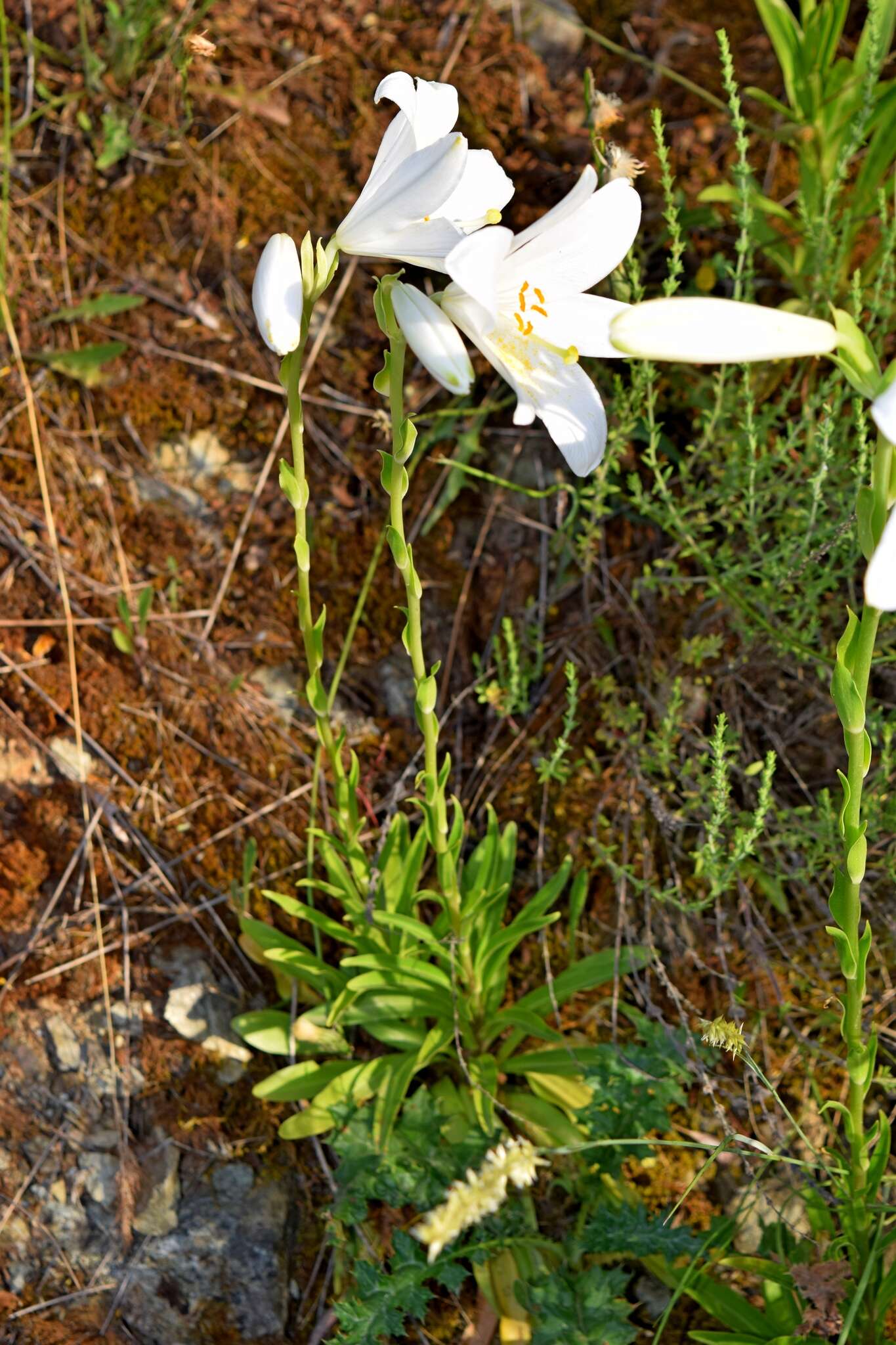 Image of Madonna lily