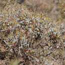 Image of Eucalyptus hebetifolia M. I. H. Brooker & S. D. Hopper