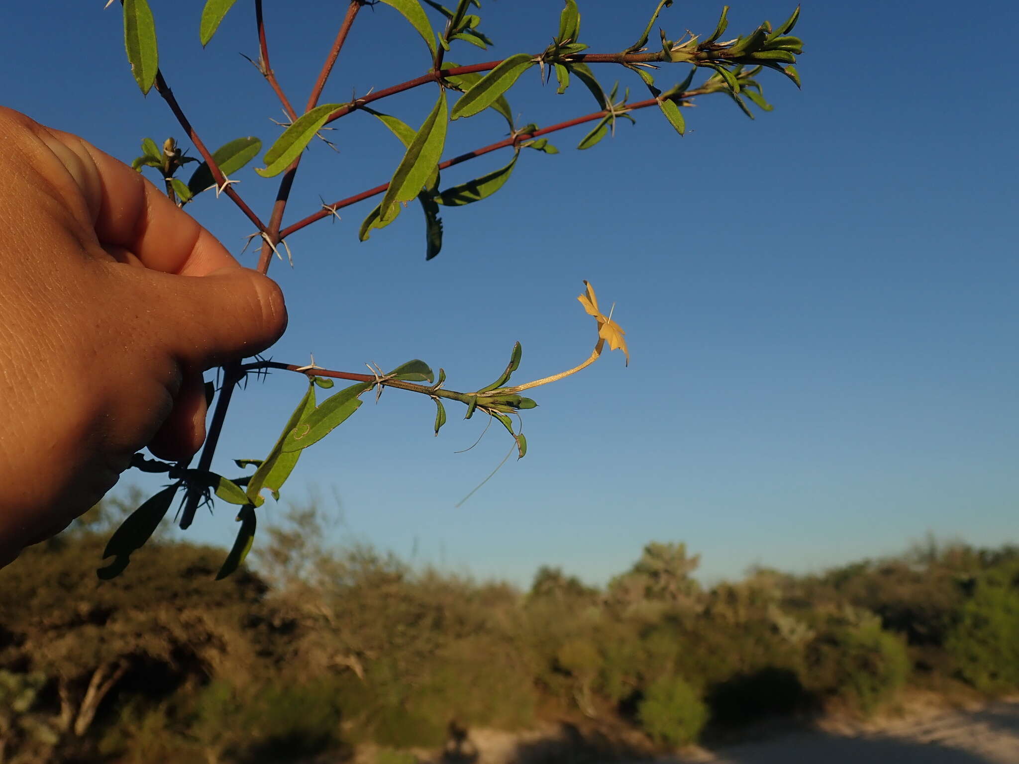 Image of Barleria parvispina Benoist