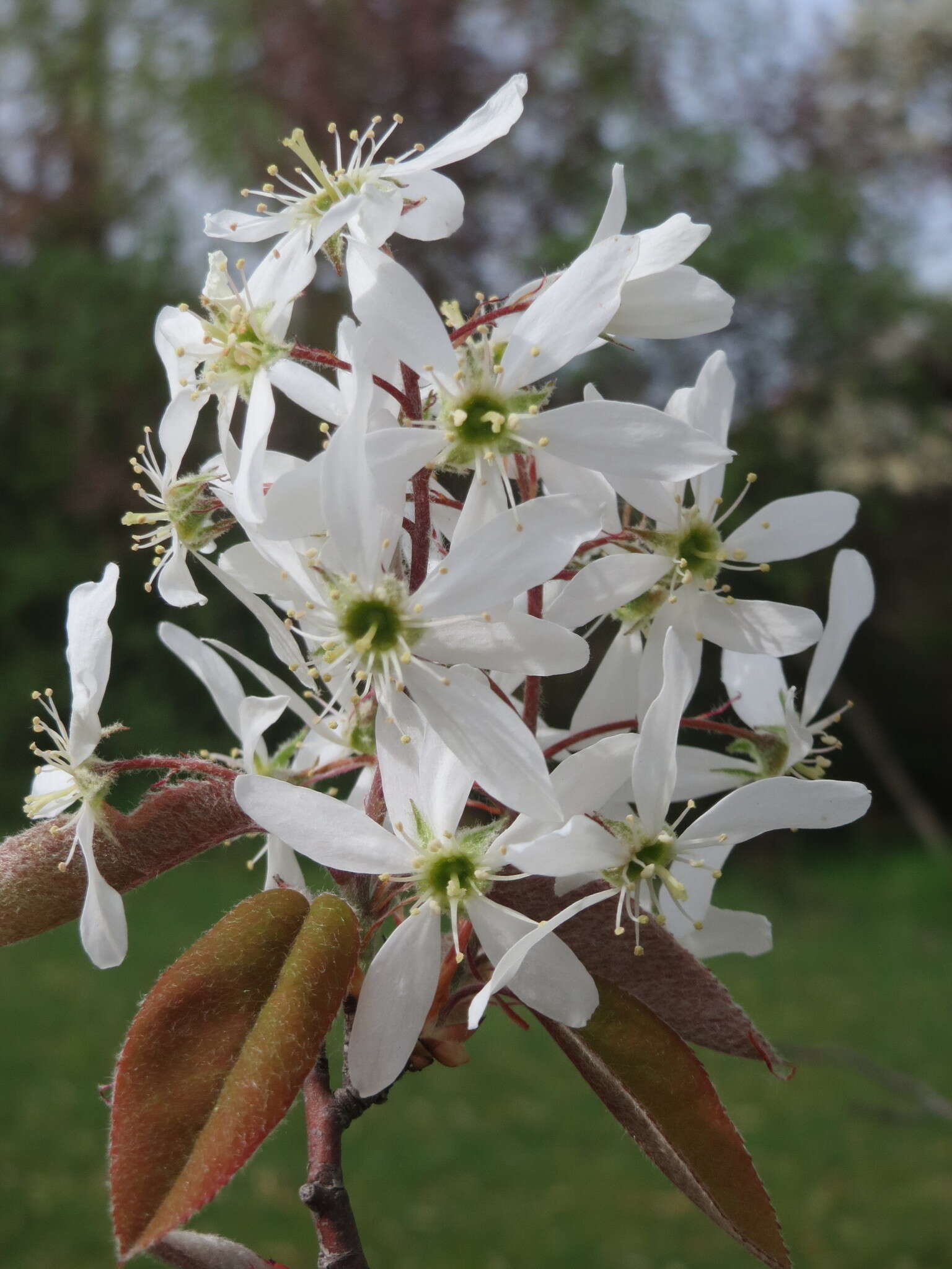 Image de Amelanchier lamarckii F. G. Schroed.