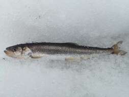 Image of Arctic rainbow smelt