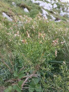 Imagem de Genista radiata (L.) Scop.