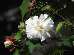 Image of Dixie rosemallow