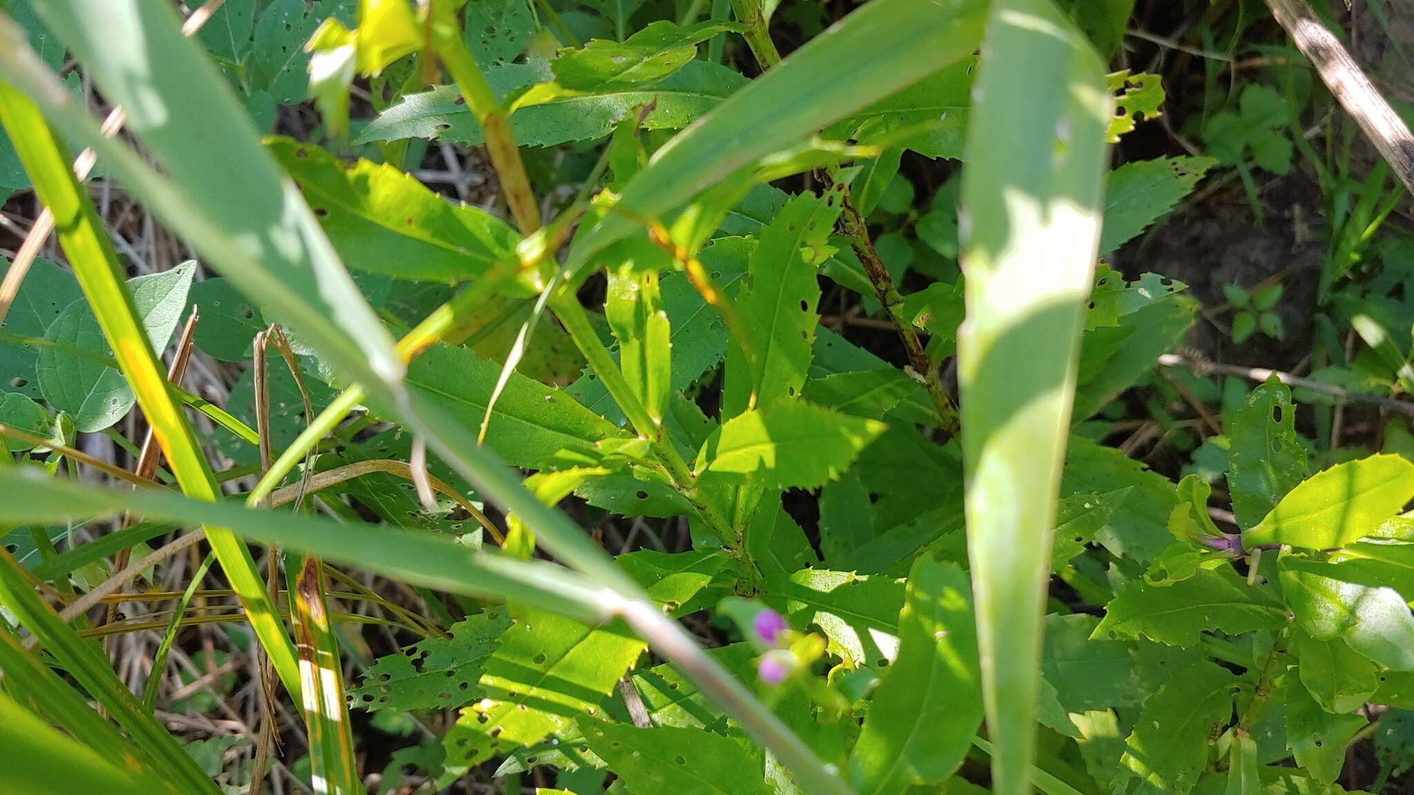 Image of Physostegia virginiana var. speciosa (Sweet) A. Gray