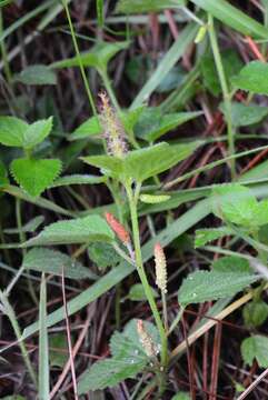 Image de Acalypha phleoides Cav.