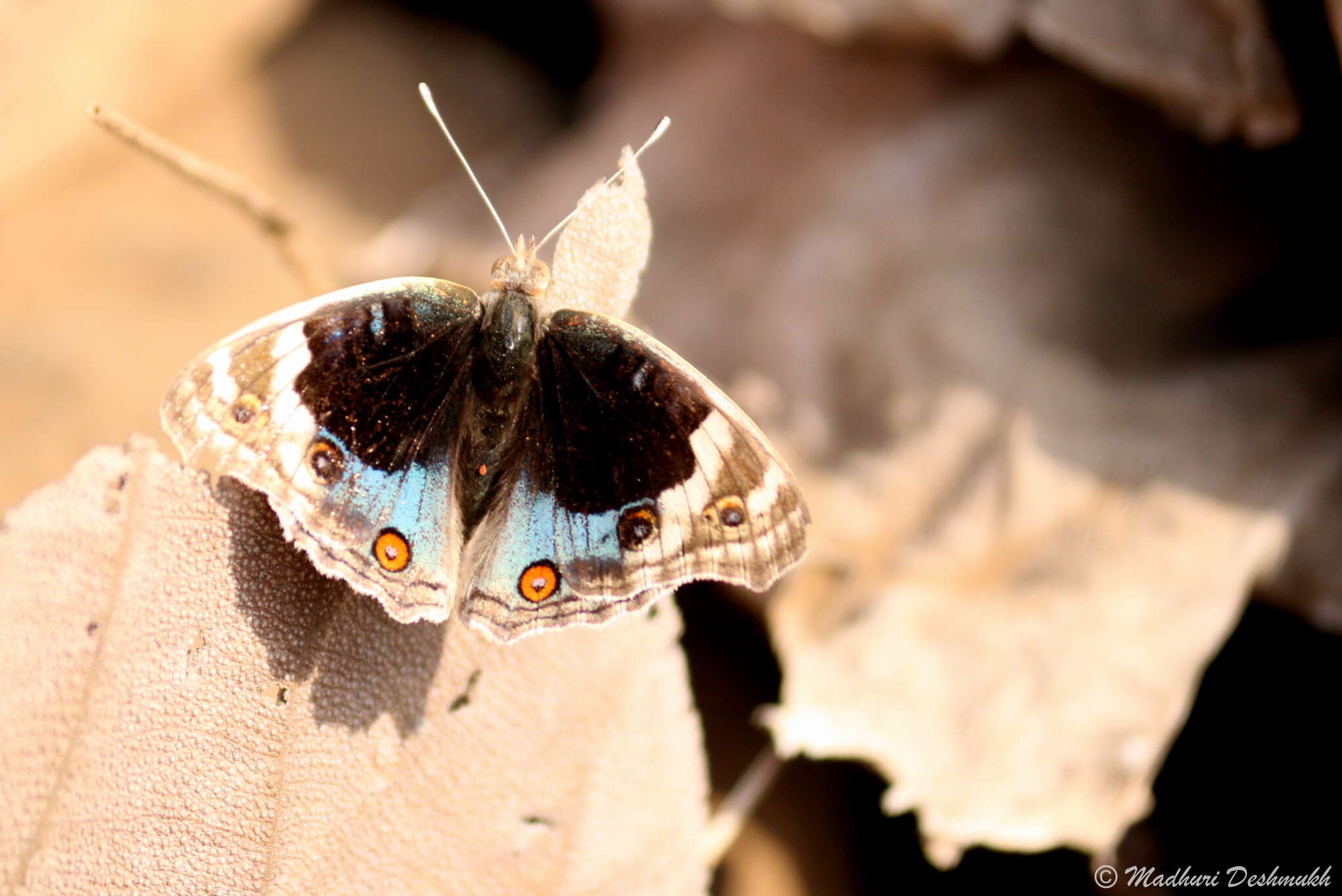 Image of Blue pansy