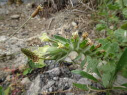 Image of white henbane