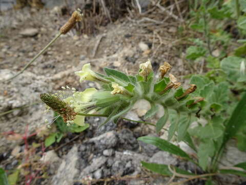 Image of white henbane