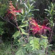 Imagem de Calliandra houstoniana var. anomala (Kunth) Barneby