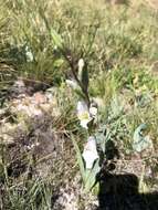 Imagem de Gladiolus calcaratus G. J. Lewis