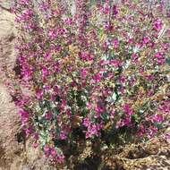 Image of San Jacinto beardtongue