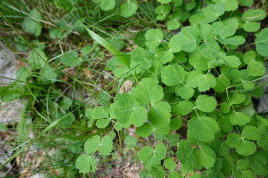 Image of Thapsia eliasii (Sennen & Pau) Wojew., Banasiak, Reduron & Spalik