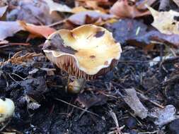 Imagem de Cortinarius delibutus Fr. 1838