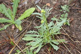 Plancia ëd Senecio brigalowensis I. Thomps.