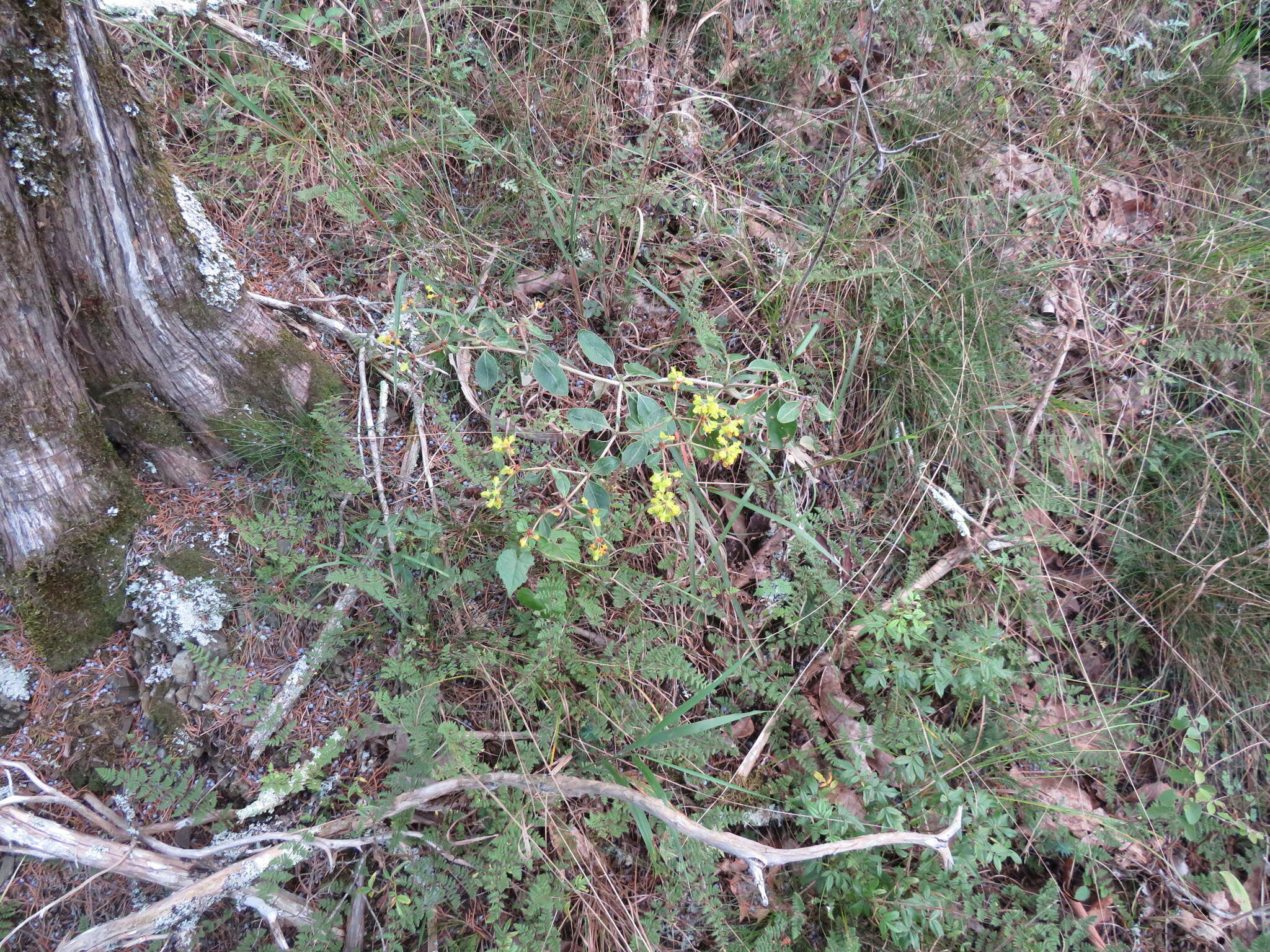 Image of shale barren buckwheat