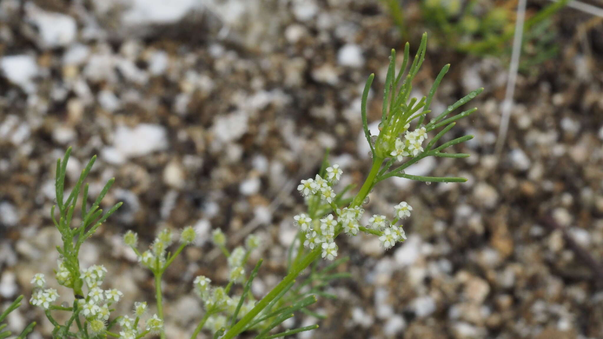 Imagem de Spermolepis lateriflora G. L. Nesom