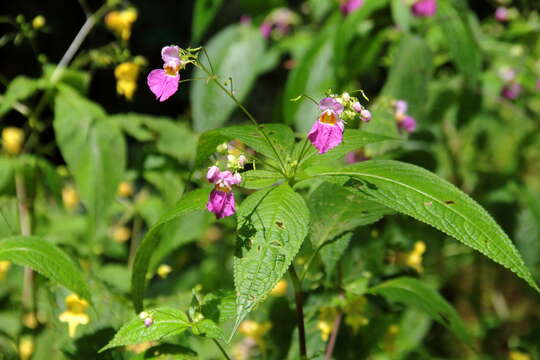 Image of Impatiens laxiflora Edgew.