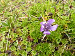 Image of Gentianella cerastioides (Kunth) Fabris