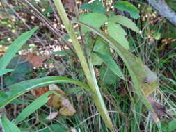 Image of Purple Rattlesnake-Root