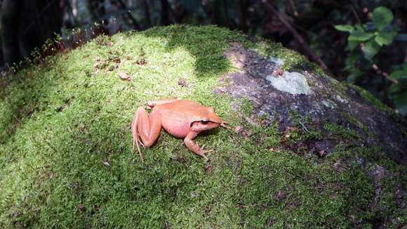 Image of Polymorphic Robber Frog