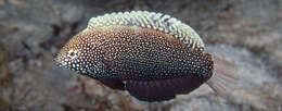 Image of Black leopard wrasse