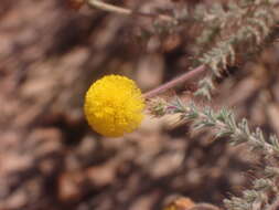 Слика од Acacia lycopodiifolia A. Cunn. ex Hook.