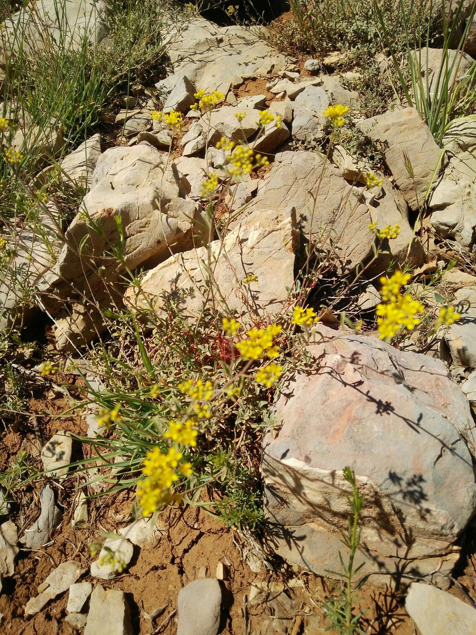 Imagem de Genista libanotica Boiss.