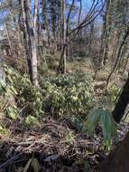 Image of broadleaf bamboo