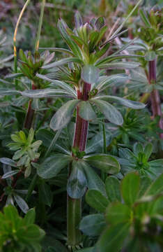 Image of Galium album subsp. pycnotrichum (Heinr. Braun) Krendl