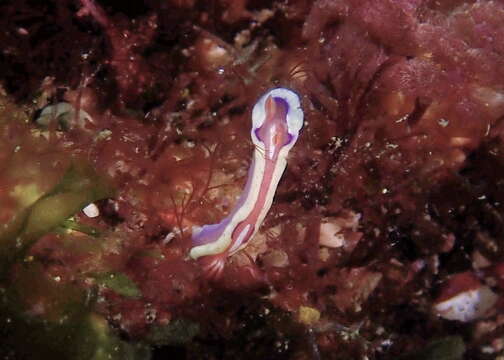 Image de Mexichromis pusilla (Bergh 1874)