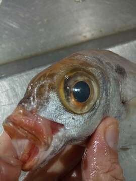 Image of Blackspot Seabream