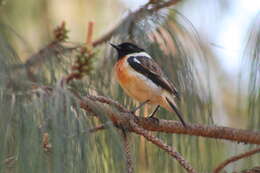 Saxicola sibilla (Linnaeus 1766) resmi