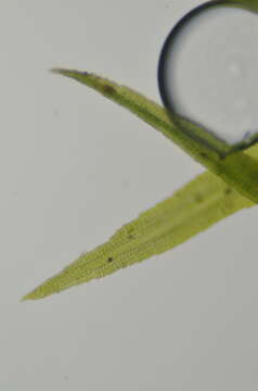 Image of Amphidium californicum (Hampe ex Müll. Hal.) Broth.