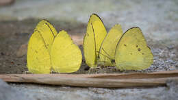 Image of <i>Eurema blanda arsakia</i>