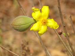 Image of Cochlospermum planchonii Hook. fil. ex Planch.