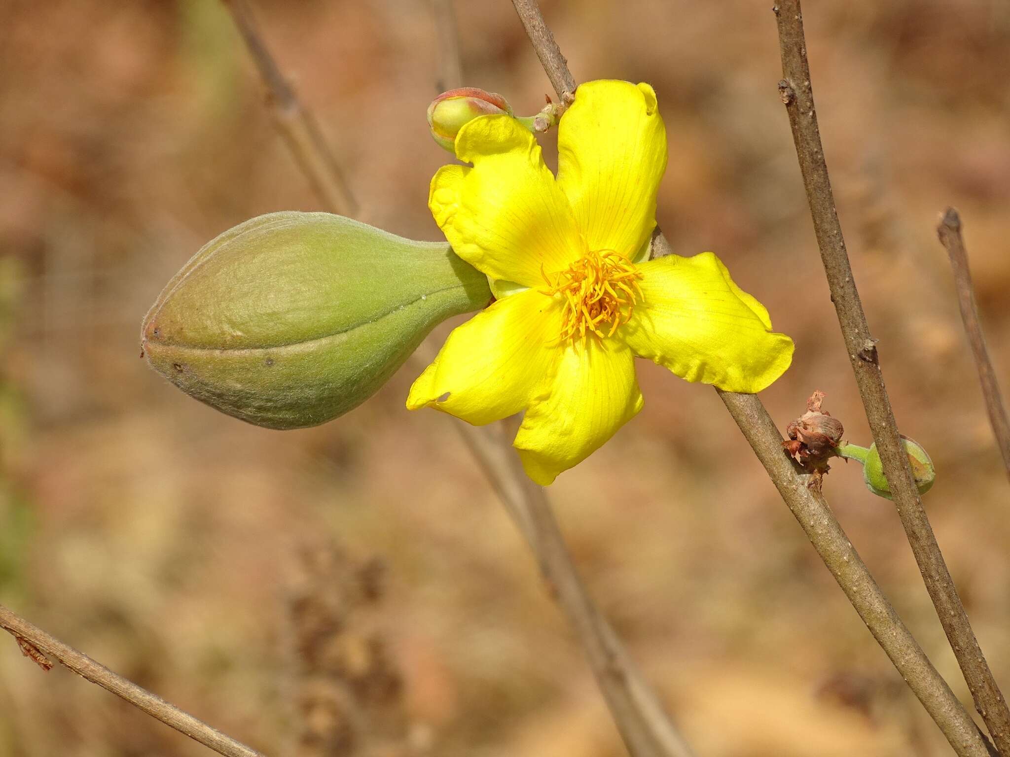 Image of Cochlospermum planchonii Hook. fil. ex Planch.