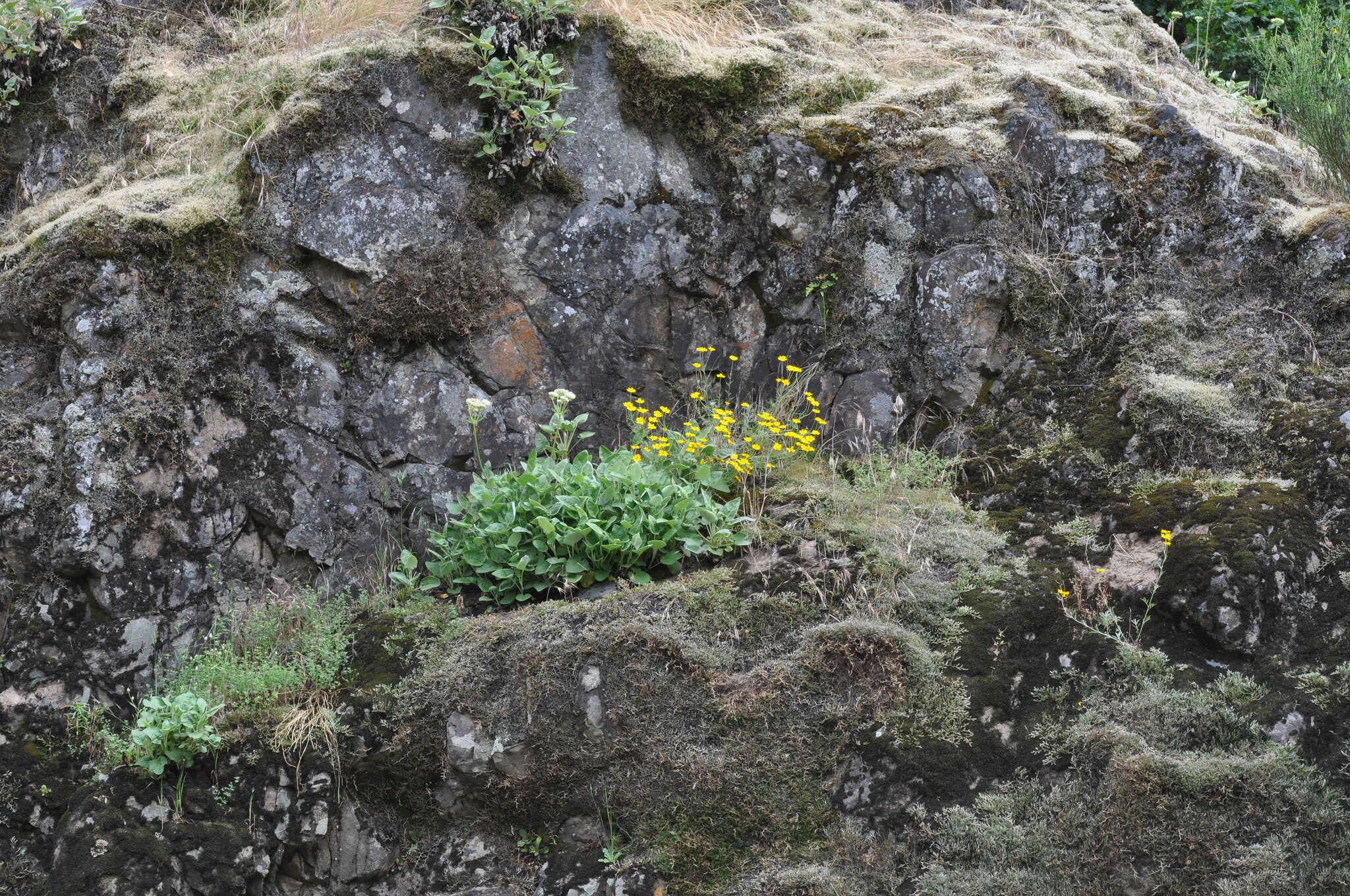 Image of Common Woolly Sunflower